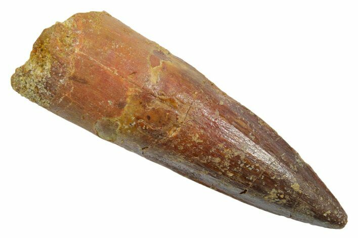 Fossil Spinosaurus Tooth - Real Dinosaur Tooth #349759